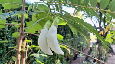 Beyaz Sesbanya 'nın Macro Fotoğrafı Büyük Çiçek Tropikal Yenilebilir Bitki Geleneksel Asya Tabaklarında Popüler Bitki Özellikleriyle