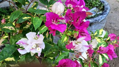 Beyaz ve Pembe Varyasyonlu Bougainvillea Glabra Çiçekleri Güneş Işığı Tropikal Kağıt Fabrikası Kapalı Kapalı Bölgede Çiçek Açar