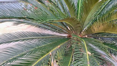 Cycas Revoluta Palm 'dan Tropikal Bitki Yaprağı Doğa Temalı Resimler İçin İdeal Yeşil Yaprak Çizgileri