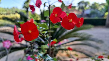 Dikenli kırmızı taç (Euphorbia milii) keskin odak noktasında, onların narin ve canlı güzelliklerini ortaya çıkarır..