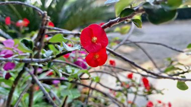 Taze yeşil yapraklı Euphorbia milii (Dikenli Taç) 'nin güzel kırmızı çiçekleri, tropikal bitki örtüsünün canlı bir görüntüsü..