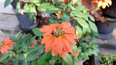 Tropikal şeftali firecracker çiçekleri (Crossandra infundibuliforis), canlı renkleri koyu yeşil yapraklarla uyumsuzdur.