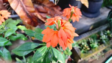 Canlı turuncu Firecracker Flowers 'ın (Crossandra infundibuliforis) doğal ışık altında güzel bir şekilde çiçek açarak benzersiz formlarını gösterirler.