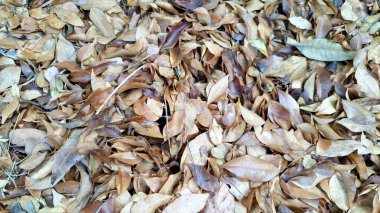 Zemin, orman zemininde tipik bir sonbahar yaprağı çöpü olan kurumuş, kahverengi yapraklarla kaplıdır.