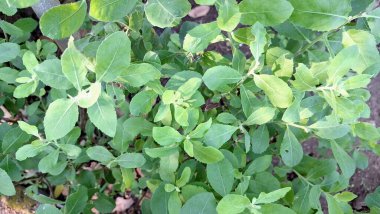 Pluchea Indica 'nın Detaylı Yeşil Yaprakları: Geleneksel Asya Tıbbında İltihap Karşıtı Kullanımları ve Önemli Kullanımlarını Vurguluyor