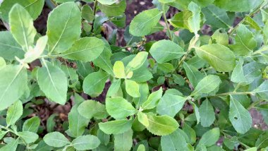 Aromatik Yeşil Pluchea Indica (Hint Kafur otu) Yaprak Kapağı: Bitkisel İlaçlar ve Botanik İllüstrasyonlar İçin Doku ve Tıbbi Özelliklerini Vurguluyor