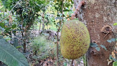 Yeşil Yapraklarla çevrili Ağaçtaki Genç Jackfruit