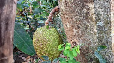 Tropikal İklimde Doğal Organik Meyve Ağaçta