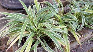Canlı Örümcek Bitkisi (Chlorophytum comosum): Beyaz Kenarlı Değişken Yapraklı Yeşiller, Doğal ve Kolay Bakım Dekorasyon Seçimi