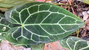 Doğal Işıkta Crystal Anthurium Kadife Yaprak, Botanik Bahçesinde Beyaz Damarlı Koyu Yeşil Yaprak