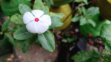 Yeşil yapraklar ve su incileri ile güzel Beyaz Vinca çiçeği (Catharanthus roseus), dayanıklılığı sembolize eder ve sık sık bitkisel tedavilerde kullanılır..