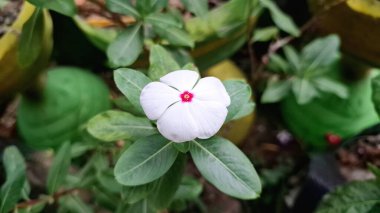 Güzel beyaz Vinca çiçeği (Catharanthus roseus) yağmur damlaları ve yemyeşil yapraklar ile, dayanıklılığı sembolize eder ve geleneksel iyileştirme amaçları ve dekorasyonu için geniş bir alana yayılır.