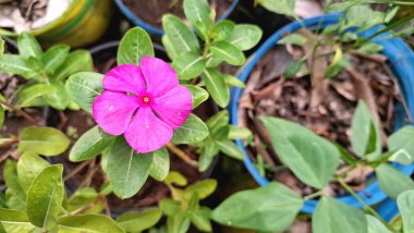 Yeşil yapraklar ve çiğ damlalarıyla taze pembe Madagaskar Periwinkle çiçeği (Catharanthus roseus), bahçeler, ev dekorasyonu ve tıbbi kullanım için popüler bir çiçek bitkisi.