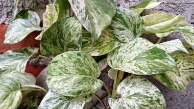 Epipremnum aureum (Altın Pothos): Canlı Şeytan Sarmaşığı veya Çağdaş Estetik İçin Dayanıklı Bir İç Ev Bitkisi olan Güzel Değişken Yapraklı Para Fabrikası