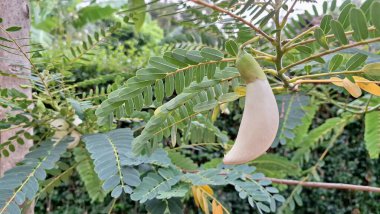 Susbania Grandiflora 'nın Asılan Beyaz Çiçekleri Katurai olarak bilinen Yenilebilir Bitki veya Asya Yemek ve İyileştirme Ülkelerinde Agati