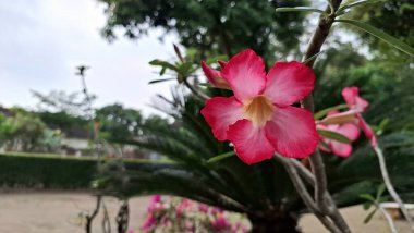 Adenium obesum 'un zarif pembe çiçeği, kuraklığa dayanıklı, egzotik çiçekleri ve heykel gövdesi için geniş bir alana yayılmış..