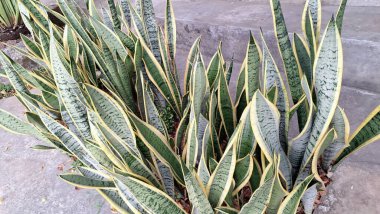 Kayınvalidenin Dili (Dracaena trifasciata): Modern Dekor ve Hava Arındırma için Kapalı Ev Bitkisi