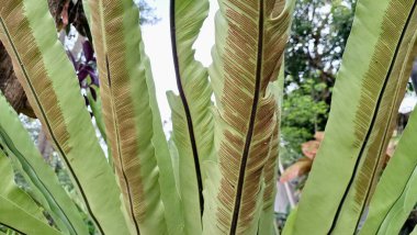 Kuş Yuvası 'nın Eğreltiotu Yaprak Asplenium Nidus' unun Yuvarlak Rosette Şekli ve Görünür Sorus Yeraltı Popüler Süsleme Bitkisi