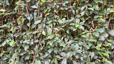 Canlı yeşil Acalypha Siamensis çit yaprakları (hiç insan yok), verimli doğal dekoratif bir zemin sunan ve güzel bir canlı çit olarak hizmet sunan ayrıntılı yakın plan