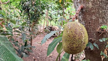 Taze yeşil meyveler doğal olarak açık hava bahçesindeki ağaçtan sarkıyor.