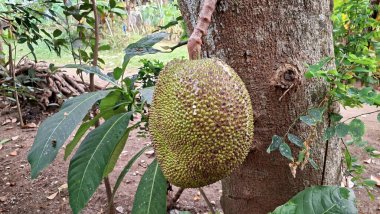 Tropikal Orman Ormanında Ağaç Gövdesinde Olgunlaşmamış Jackfruit Büyüyor