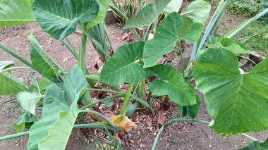 Tropikal bahçedeki yenilebilir taro bitkisi Colocasia esculenta kalp şeklinde yeşil yapraklar botanik tarım ve gıda üretimi için idealdir.