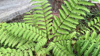 Onoclea Sensibilis Eğreltiotları Wildwood Ormanı 'nda, Doğa Duvarları İçin Yeşil Yapraklar İdeal