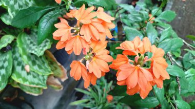 Canlı turuncu Firecracker Flowers 'ın (Crossandra infundibuliforis) doğal ışık altında güzel bir şekilde çiçek açarak benzersiz formlarını gösterirler.