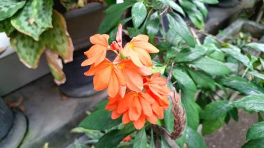 Tropikal şeftali firecracker çiçekleri (Crossandra infundibuliforis), canlı renkleri koyu yeşil yapraklarla uyumsuzdur.