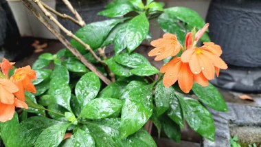 Parlak turuncu Firecracker Flowers (Crossandra infundibuliforis) neşeli çiçeklerini ve taze yeşil yapraklarını canlı bir tropikal yakın planda sergiler.