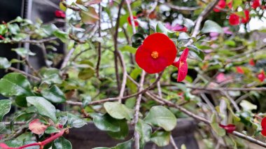 Parlak güpegündüz yakalanan dikenli çiçeklerden oluşan parlak kırmızı taç (Euphorbia milii), karmaşık çiçek desenlerini vurguluyor.