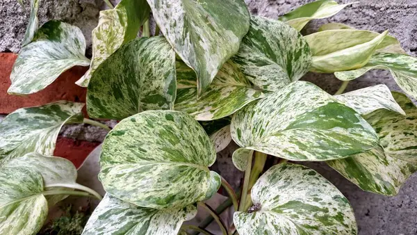 Epipremnum aureum (Altın Pothos): Canlı Şeytan Sarmaşığı veya Çağdaş Estetik İçin Dayanıklı Bir İç Ev Bitkisi olan Güzel Değişken Yapraklı Para Fabrikası