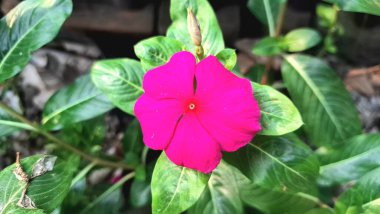 Parlak pembe Madagaskar Periwinkle (Catharanthus Roseus) çiçeğinin yakın çekimi, narin taç yaprakları ve taze yağmur damlalarıyla sergilenir..