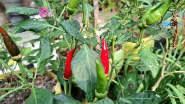 Bir yerleşim yerinde olgunlaşan kırmızı biberlerin yakın çekimi, ev yapımı ürünlerin neşesini vurguluyor..