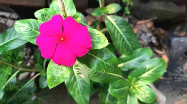 Yeşil yapraklar ve su incileri ile güzel pembe Vinca çiçeği (Catharanthus roseus), dayanıklılığı sembolize eder ve sık sık bitkisel tedavilerde kullanılır..