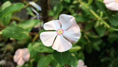 Geleneksel bitkisel ilaçlarda kullanılan ve dayanıklılığıyla bilinen tropikal bir süs bitkisi olan su damlacıkları ile canlı Beyaz Periwinkle çiçeğine (Catharanthus roseus) yakın plan