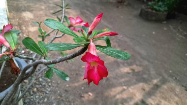 Şaşırtıcı pembe Çöl Gülü (Adenium obesum) çiçeğinin bulanık bir arkaplanı, süsleme cazibesini ve benzersiz biçimini vurguluyor.