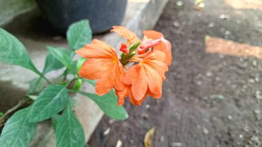 Canlı turuncu Firecracker Flowers 'ın (Crossandra infundibuliforis) doğal ışık altında güzel bir şekilde çiçek açarak benzersiz formlarını gösterirler.