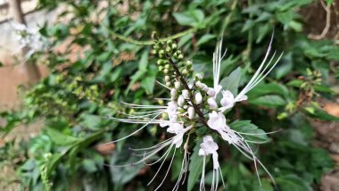 Çiçekli Beyaz Java Çay Çiçeği Ortopedisi Ayrıntılı Taze Doğal Botanik Fotoğrafı Açık Bahçe Ortamında Yeşil Yapraklar