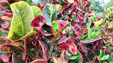 Codiaeum 'un Kırmızı Pembe Tonları ile Kıvırcık Croton Yaprakları Doğa Bahçesi ve Peyzaj Teması İçin Tropikal Bitki İdeal Olarak Yeşillendirildi