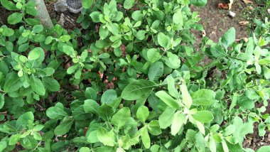 Aromatik Yeşil Pluchea Indica (Hint Kafur otu) Yaprak Kapağı: Bitkisel İlaçlar ve Botanik İllüstrasyonlar İçin Doku ve Tıbbi Özelliklerini Vurguluyor