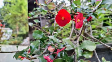 Sersemletici kırmızı dikenli taç (Euphorbia milii) çiçekleri, canlı renkleri ve eşsiz çiçekli yapılarını vurgulayarak tam çiçeklenmiştir..