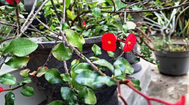 Parlak kırmızı dikenli taç çiçek (Euphorbia milii) canlı çiçek, doğal güneş ışığı altında narin çiçek ayrıntıları sergilenir.