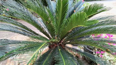 Cycas Revoluta 'nın Yeşil Palmiye Önleri, Simetrik Düzen ve Çevre dostu Tasarım Konseptleri İçin Doğal Titreşimler