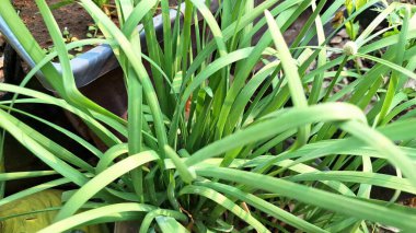 Bahçedeki Taze Limon Çimlerinin (Cymbopogon Citratus) Yakın Çekimi: Asya Mutfağı ve Bitkisel Tedavilerde Kullanılan Aromatik Bitki