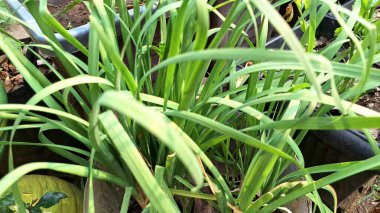 Doğal Ayar 'da canlı Lemongrass Bush (Cymbopogon Citratus): Aşçılık ve Temel Yağ İçin Aromatik Yapraklar