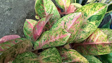 Pembe ve yeşil desenli renkli Aglaonema ve Caladium yaprakları, kapalı alan dekorasyonu ve süs bitkileri aşıkları için verimli tropikal yapraklar.