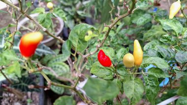 Genç, canlı yeşil biberler sağlıklı bir bitkinin üzerinde yetişiyor, bu da taze üretim gelişiminin ilk aşamalarını gösteriyor..