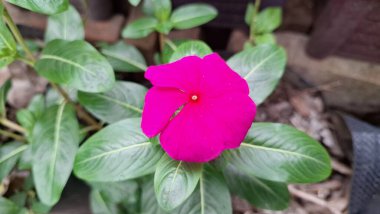 Yeşil yapraklar ve su incileri ile güzel pembe Vinca çiçeği (Catharanthus roseus), dayanıklılığı sembolize eder ve sık sık bitkisel tedavilerde kullanılır..