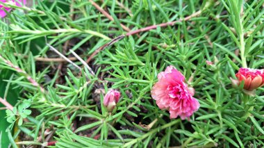Güzel Portekiz ihtişamlı Pembe Yosun Gülü Çiçeği Güneş Gülü ya da Açık Bahçe Kapısı 'ndaki Purslane olarak bilinen Çiçek Çiçeği
